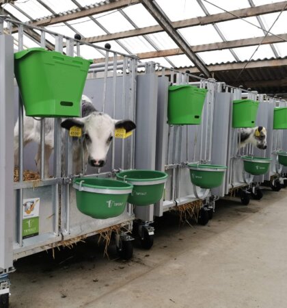 Mono kalverbox XL