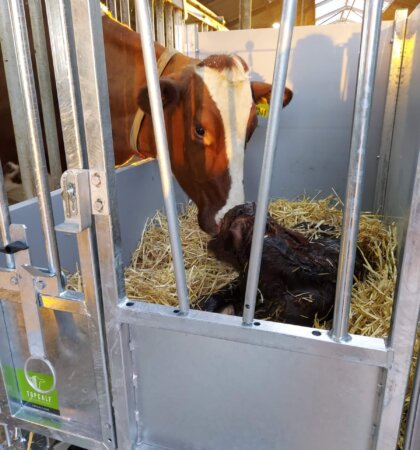 Topcalf Mono first care Kalverbox