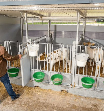 Trio kalverhok met dak