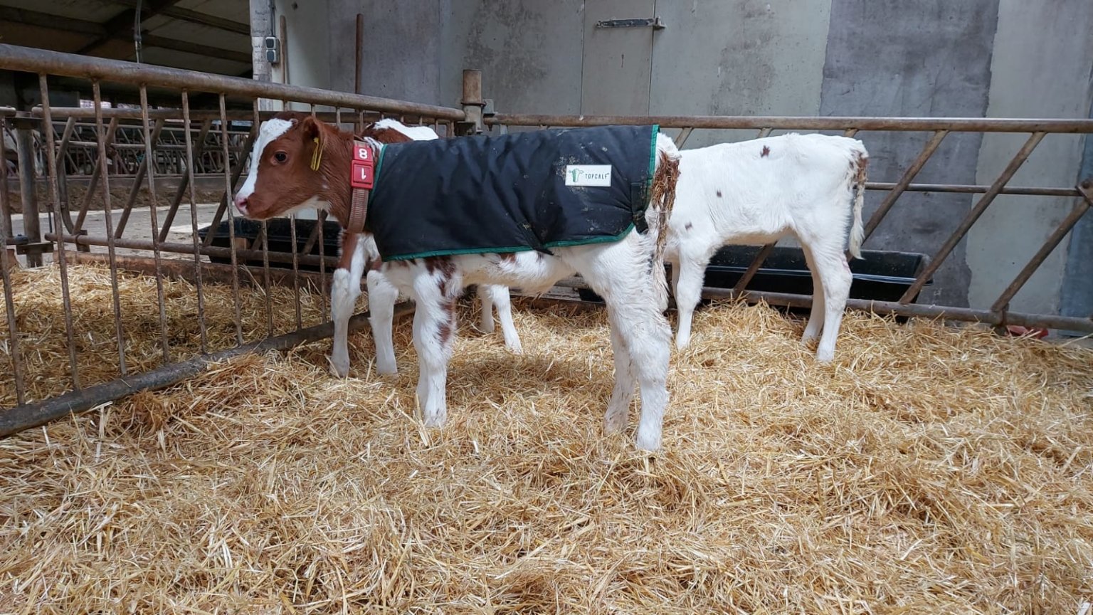 Calf Bodywarmer Keep your calves warm Topcalf