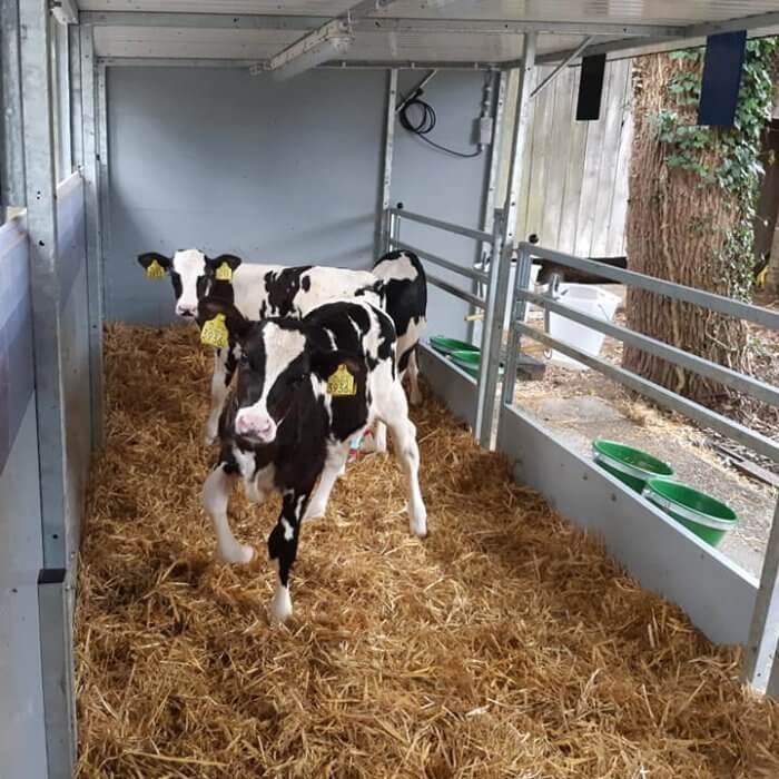 Quattro Calf Hutch XXL