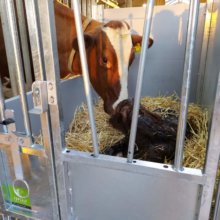 First care calf hutch