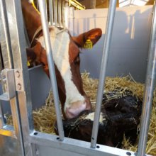 First care calf hutch