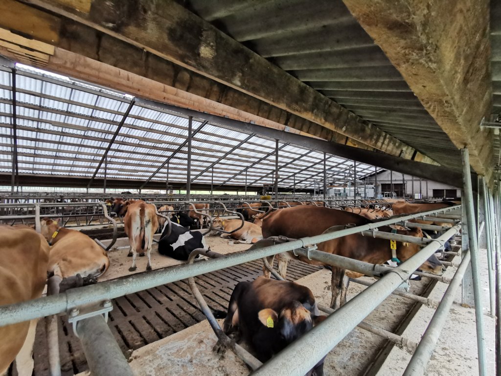 Serie (4) On a visit Winters Dairy Farm Topcalf