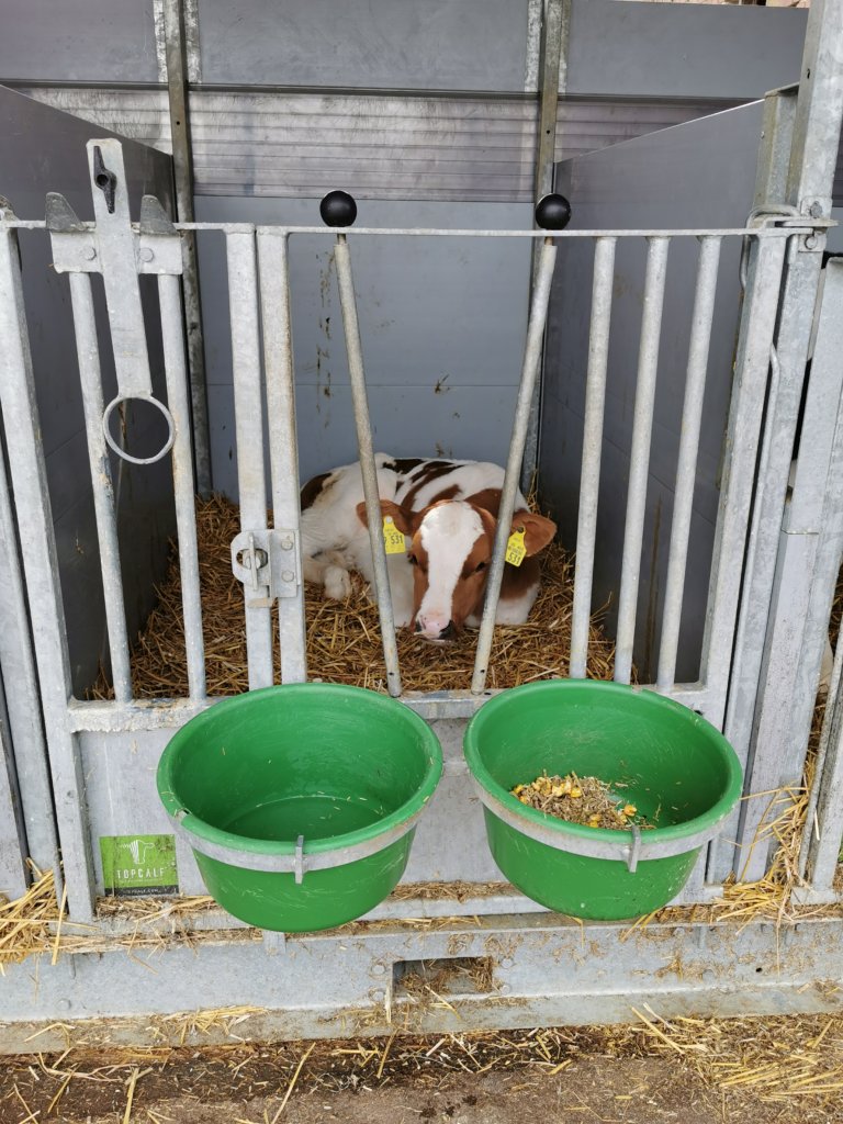 Serie (5) On a visit Albers dairy farm Topcalf