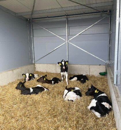 Topcalf Kalverstal met kalveren