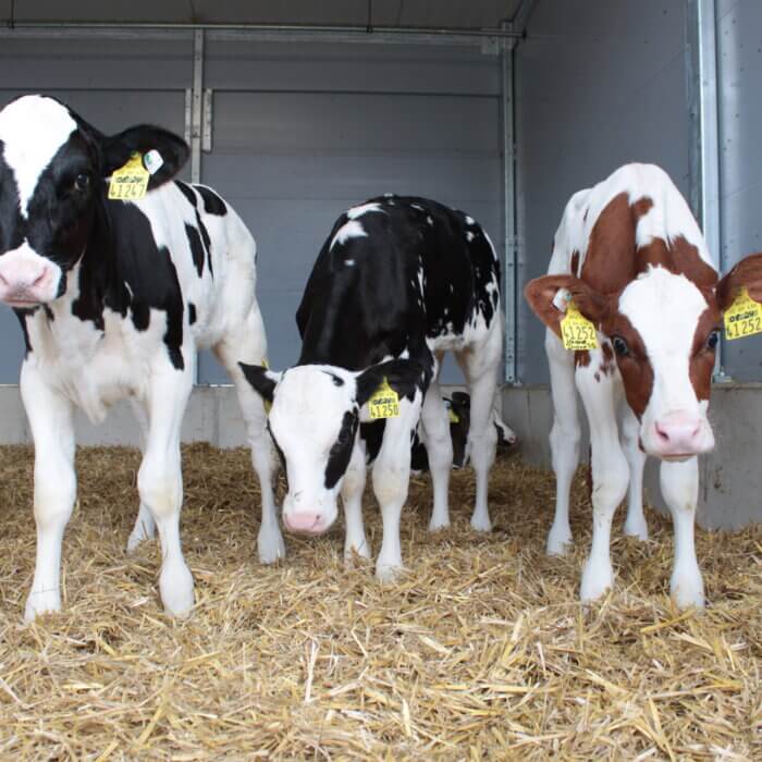 Group housing from an early age? Success starts with smart shed design.