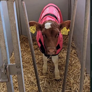 Screenshot Screenshot