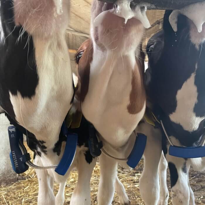 What happens between feedings in your calf barn?
