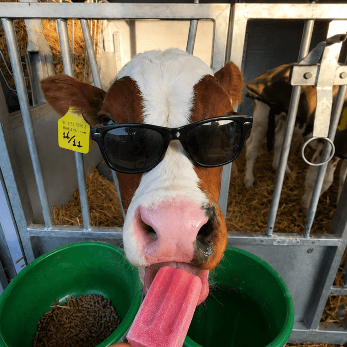 Hot Days Ahead? Here’s How to Protect Calves from Heat Stress